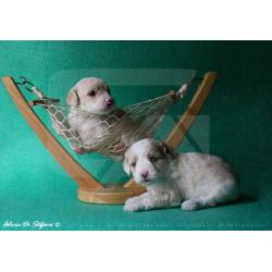 cuccioli