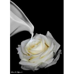 rosa-di-latte