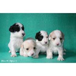 cuccioli-2