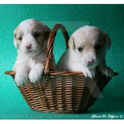 cuccioli-3