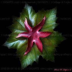 collage-di-foglie