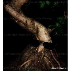l-elfo-degli-alberi