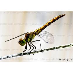 libellula