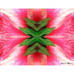 fiorfoglia