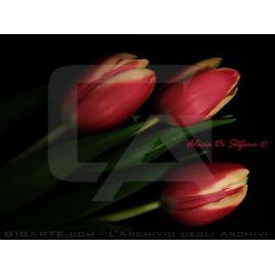 tulipani