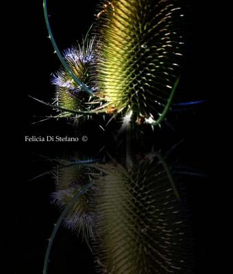 ga78555-senza-titolo