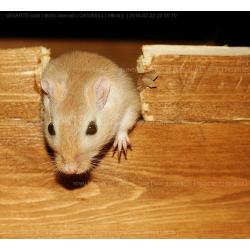 gerbillo