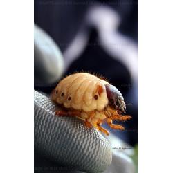 larva-di-coleottero