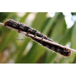 processionaria