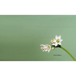 ga108857-senza-titolo