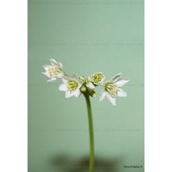 ga110074-senza-titolo