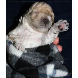 cucciolo