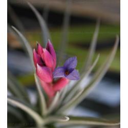 tillandsia-pianta-aerea