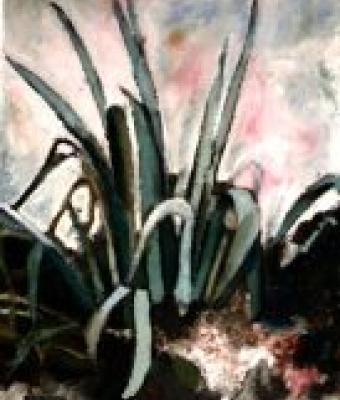 agave