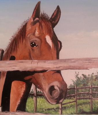 il-cavallo