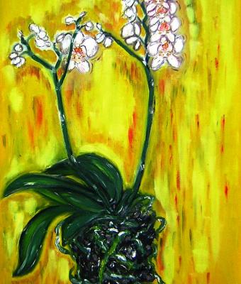 orchidee