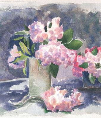 ortensie
