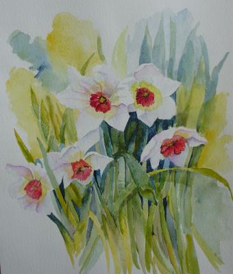 narcisi