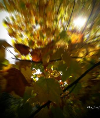 autunno-by-raffreefly-prove