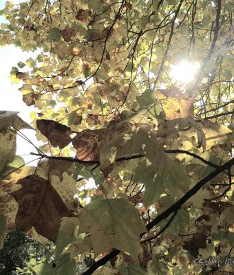 autunno-by-raffreefly-prove