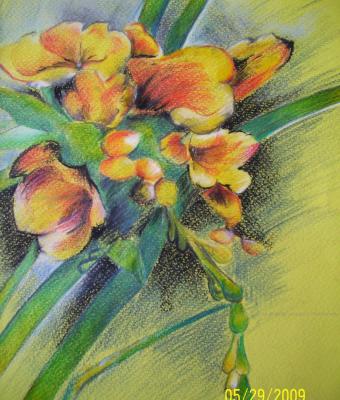 fiori-di-campo
