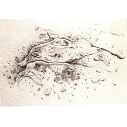disegni