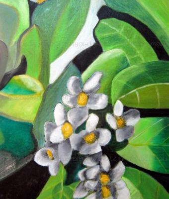 fiori
