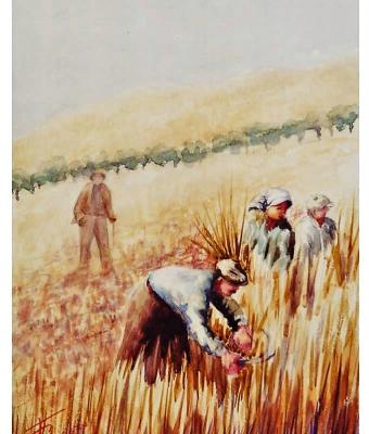 raccolta-grano-a-mano