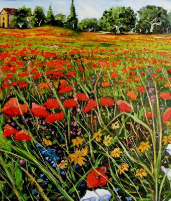 castrovillaricampo-di-papaver