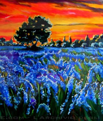 tramonto-sui-fiori-di-campo-e