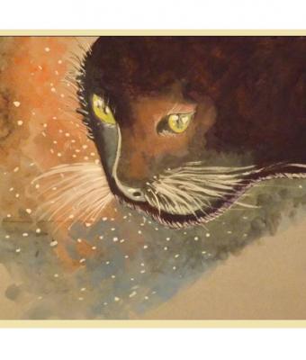 gatto