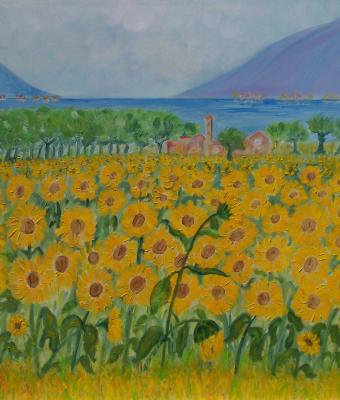 campo-di-girasoli-a-soiano