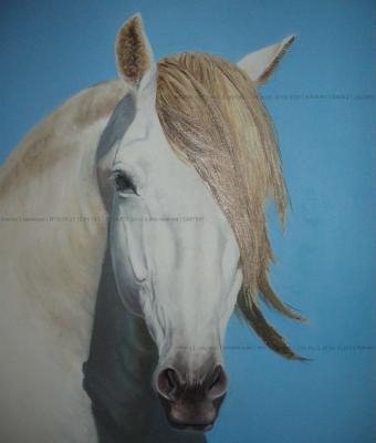 camargue