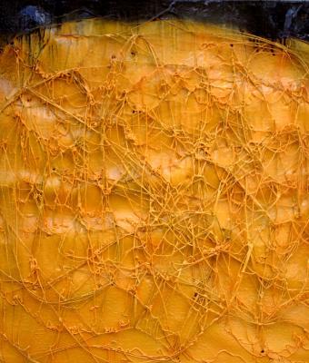 catrame-giallo