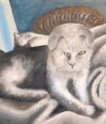 alberto-s-scottish-fold-cat