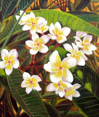 plumeria-alba