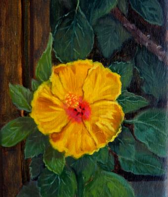 fiore-di-ibiscus-affacciato-al