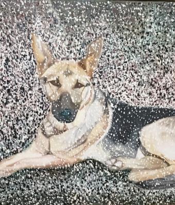 il-mio-cane