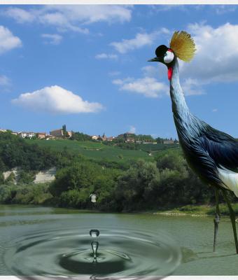 barbaresco