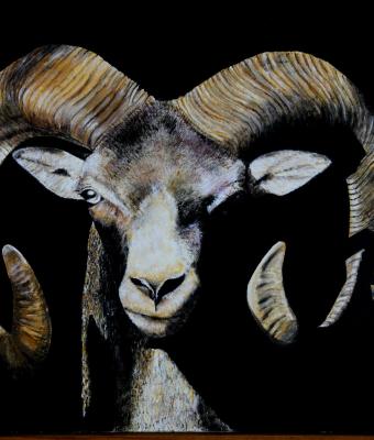 muflone-sardo-50x70-acrilic