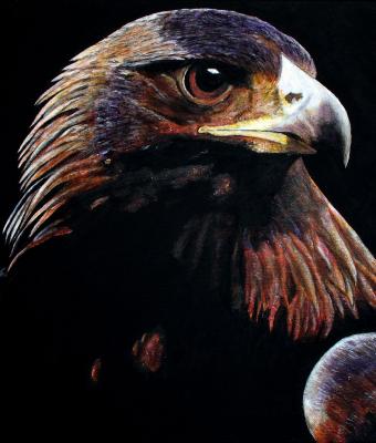 aquila-reale-quotsarda