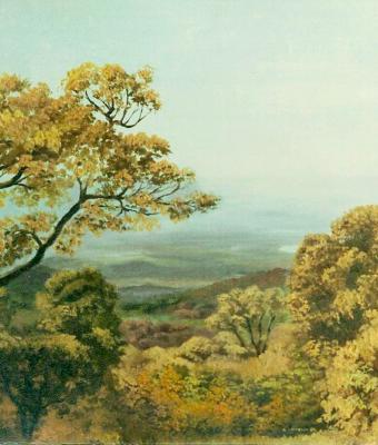 alberi-maestosi-in-sardegna
