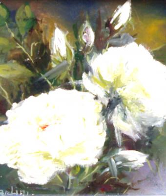 rose-bianche
