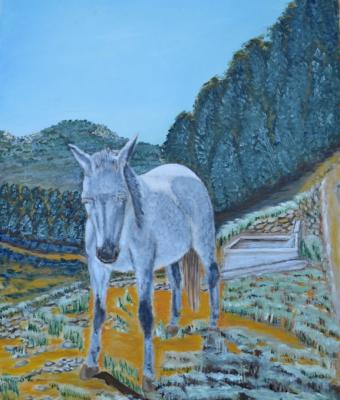 cavallo-selvaggio