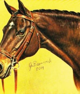 ritratto-di-cavallo