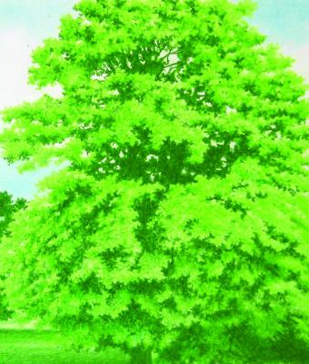 alberi