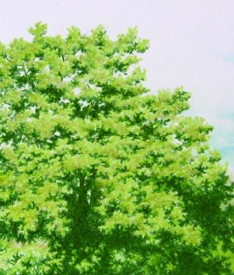 alberi-2