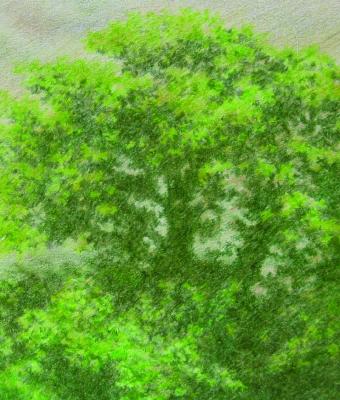 alberi-3
