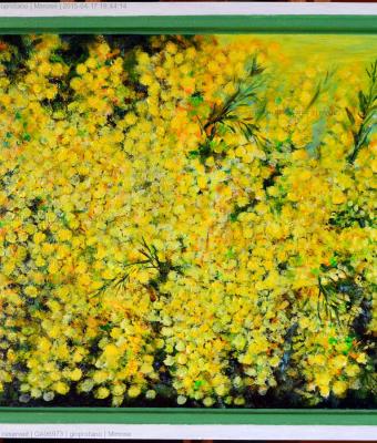 mimose