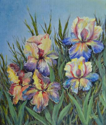 iris